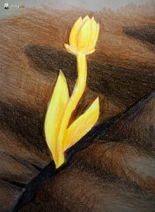 003_Wuestenblume_edit