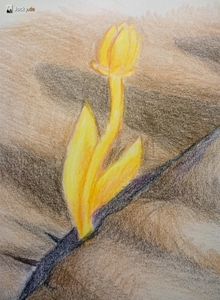 003_Wuestenblume_org